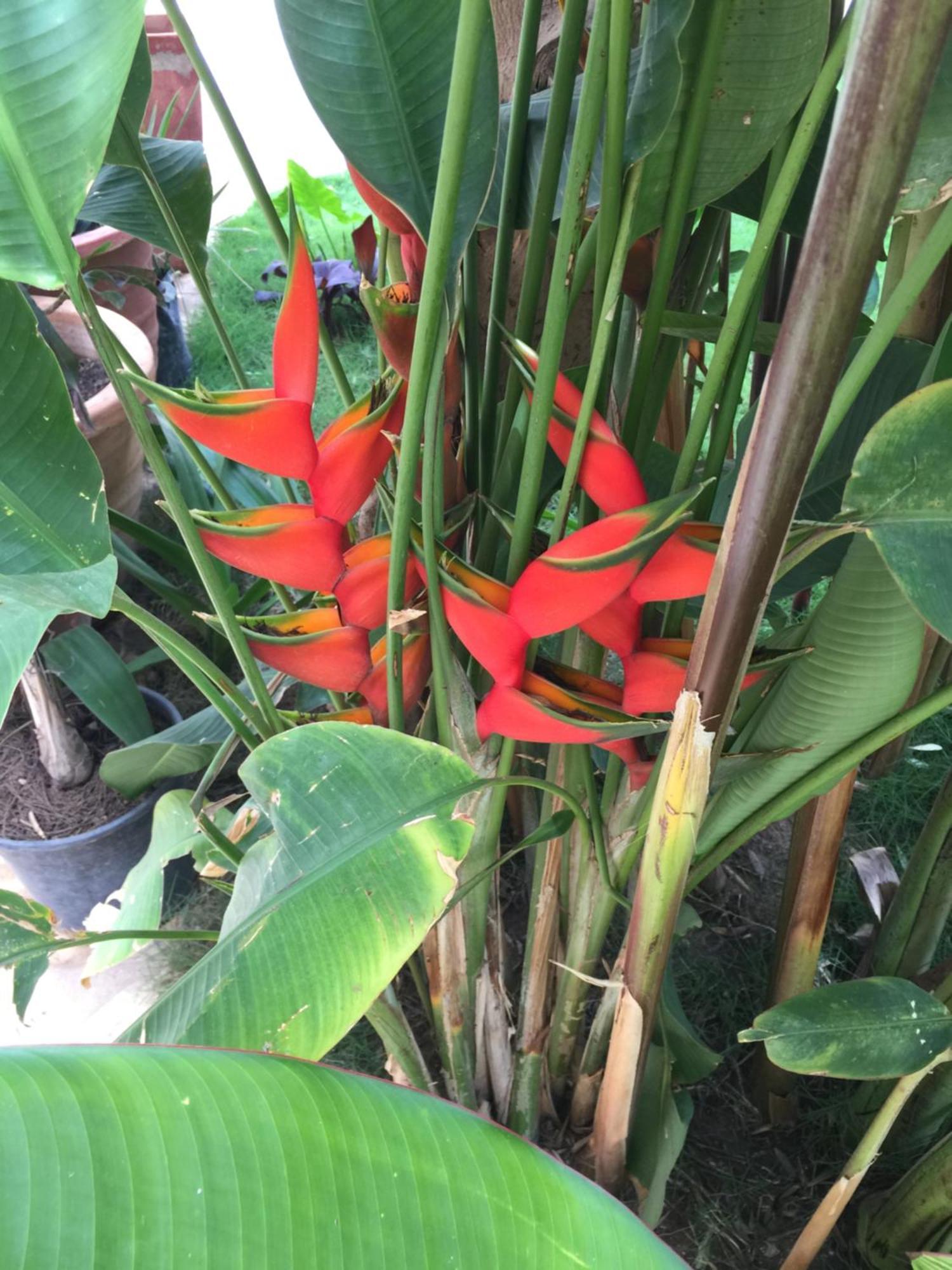 Tropical Oasis Apartment Ouakam Luaran gambar